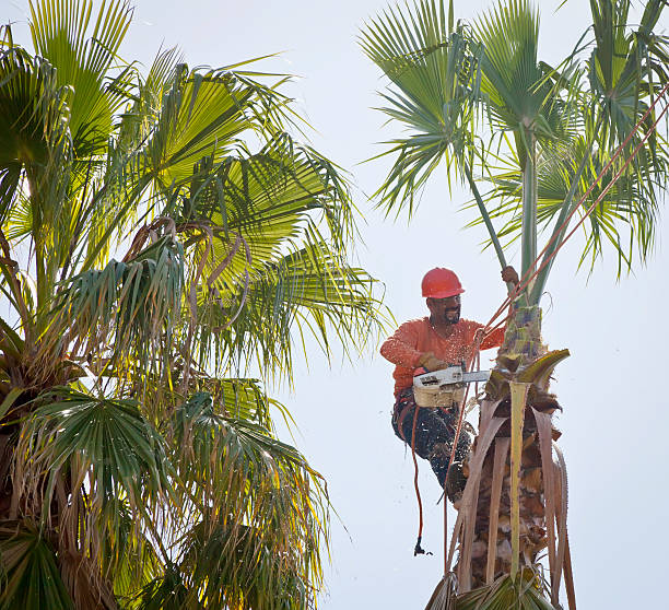 Best Tree and Shrub Care  in South Gate, CA