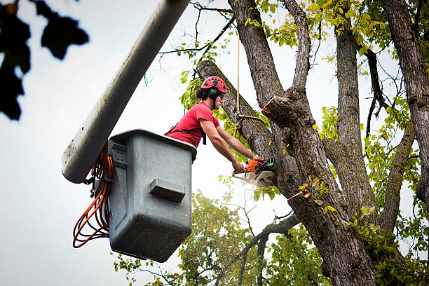 Best Tree Removal  in South Gate, CA